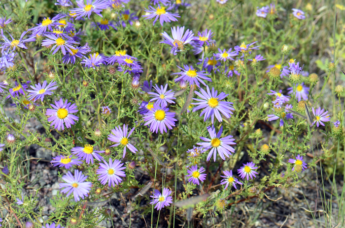 Tansyleaf Tansyaster In North America there are 18 species of the genus Machaeranthera; Worldwide there are about 30 species. Machaeranthera tanacetifolia